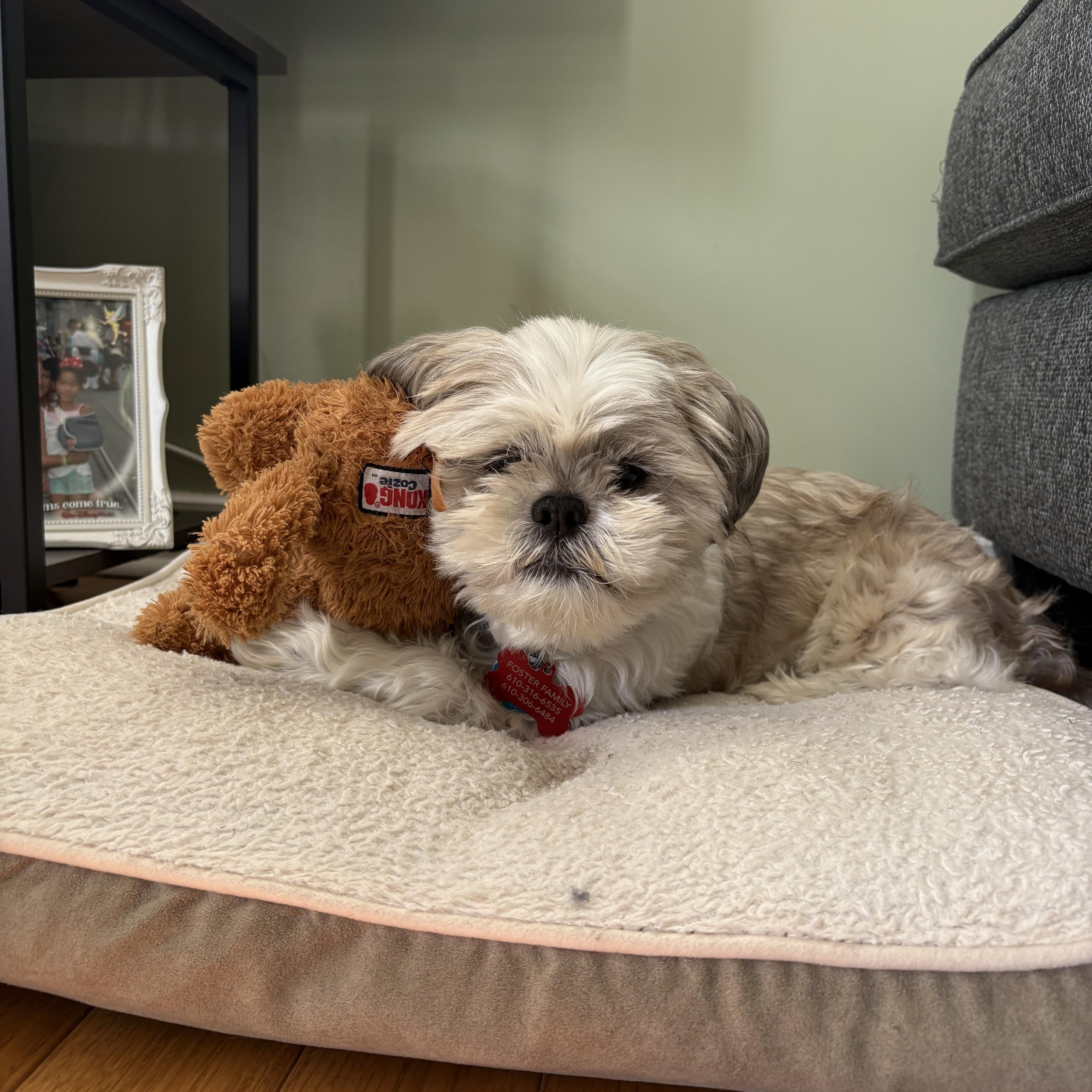Rocky, a Adoptable Shih Tzu in Media, PA image 3/6