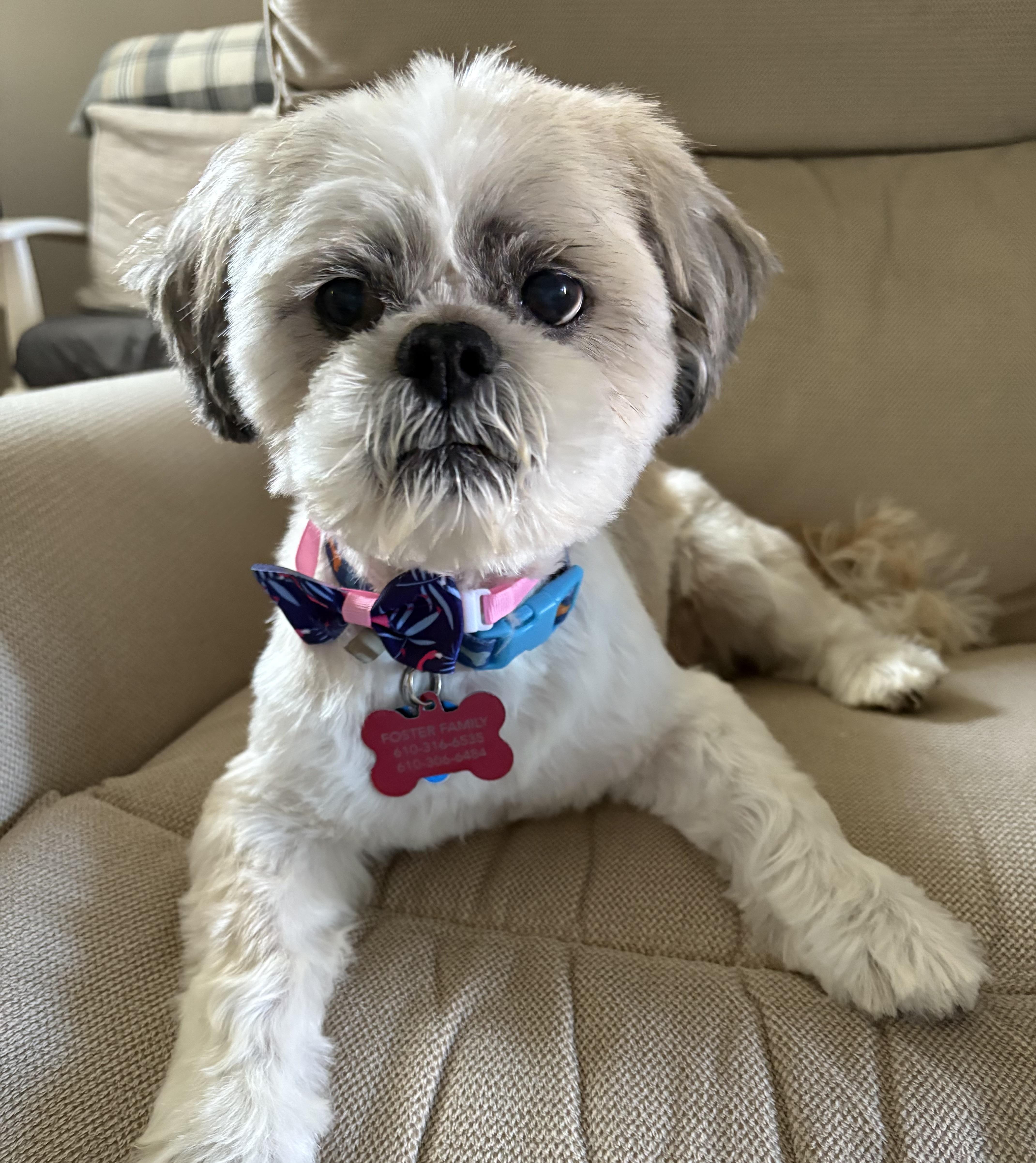 Rocky, a Adoptable Shih Tzu in Media, PA image 1/6