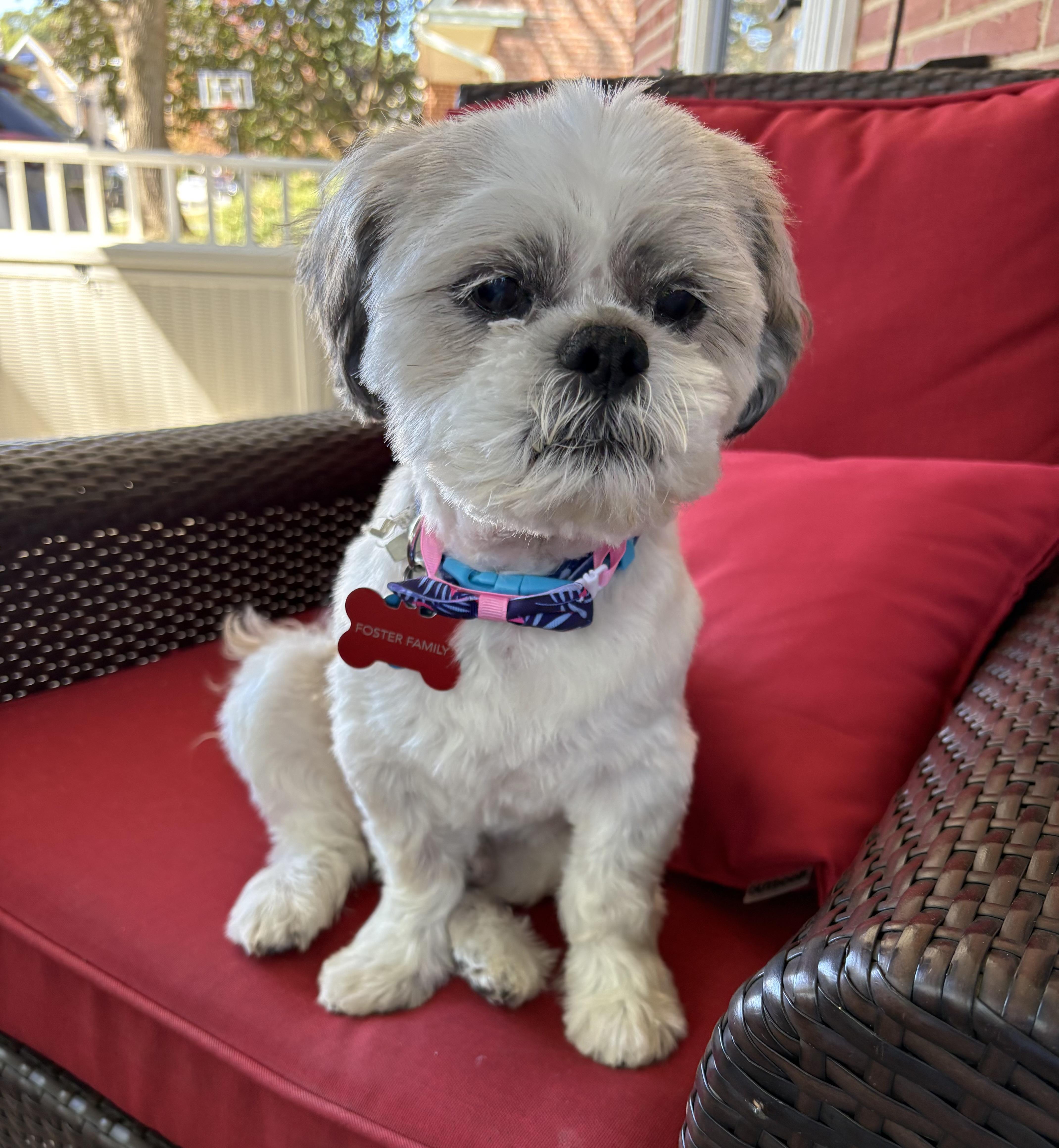Rocky, a Adoptable Shih Tzu in Media, PA image 6/6
