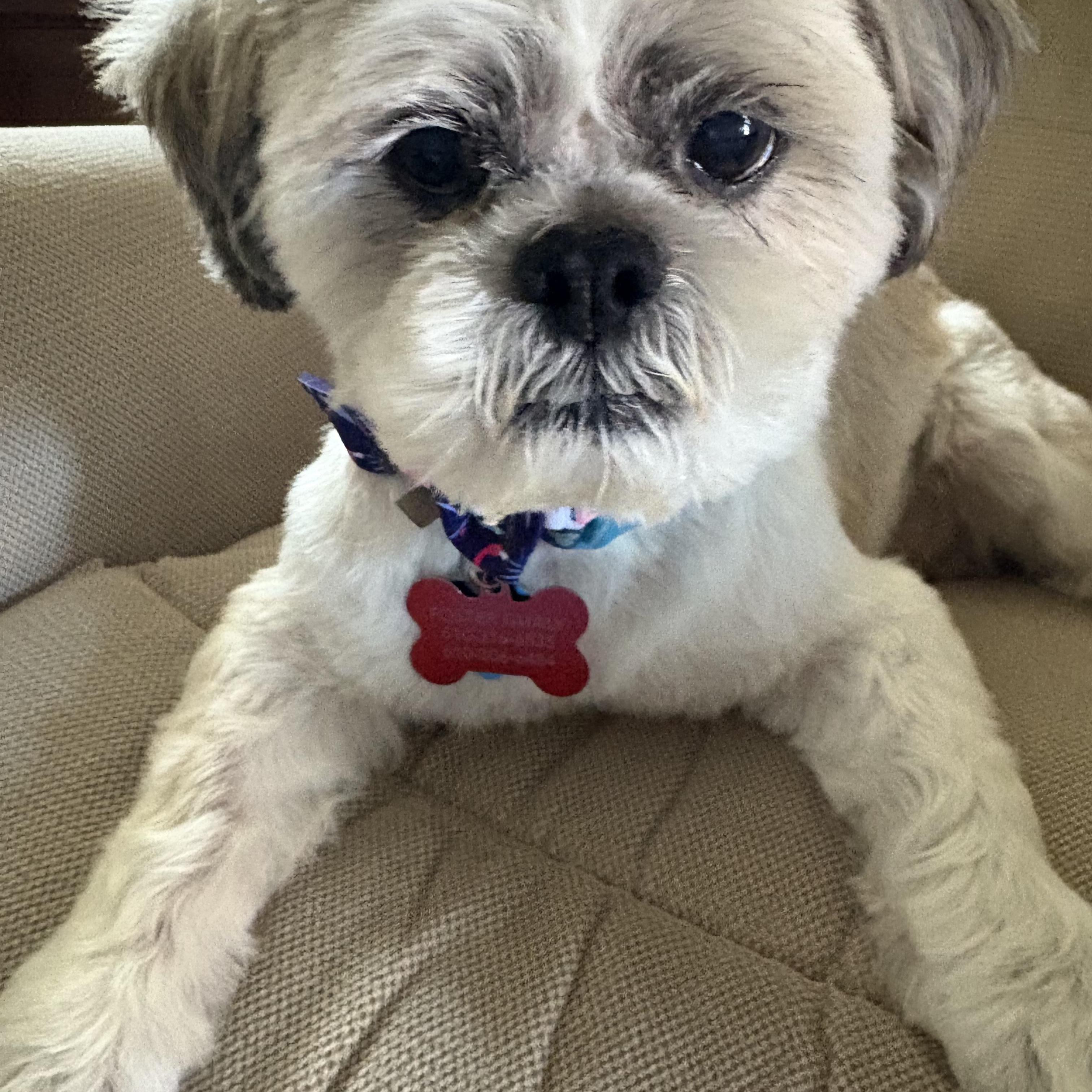 Rocky, a Adoptable Shih Tzu in Media, PA image 5/6