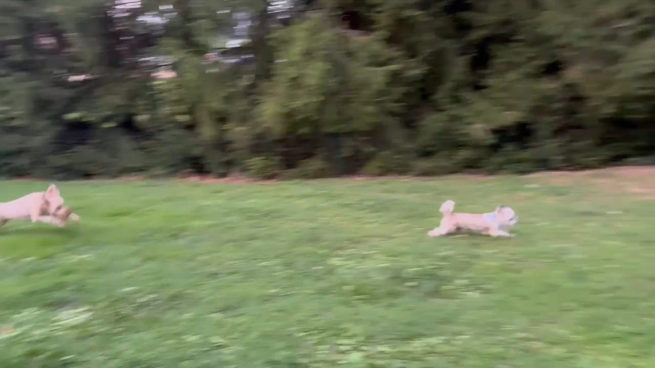 Enlarge Rocky, a Adoptable Shih Tzu in Media, PA video 2/6