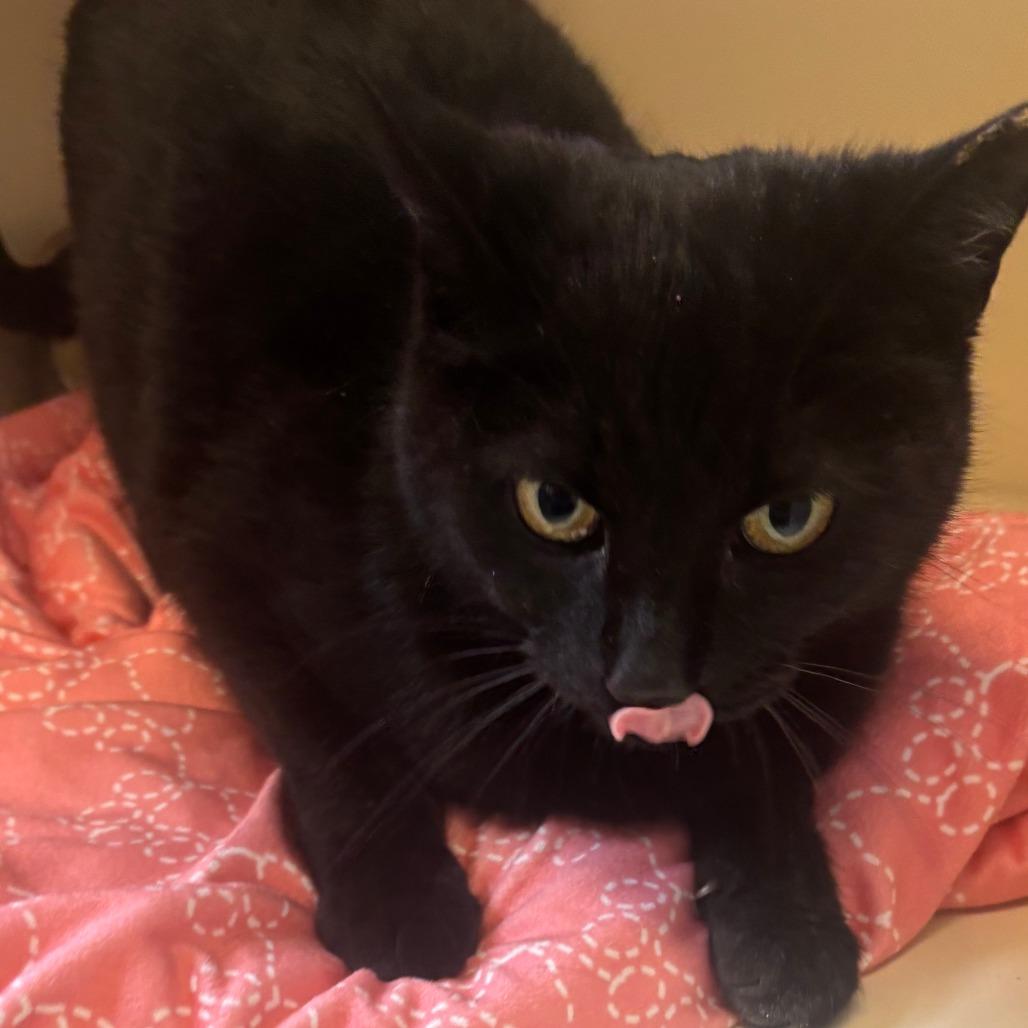 Enlarge Elvira, a Adoptable Domestic Short Hair in Hinsdale, IL image 1/2