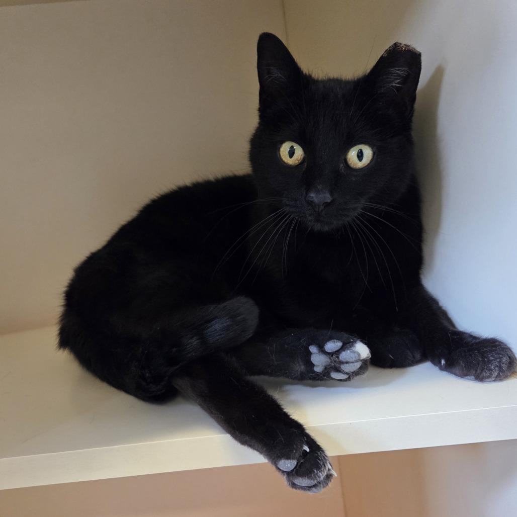 Enlarge Elvira, a Adoptable Domestic Short Hair in Hinsdale, IL image 2/2