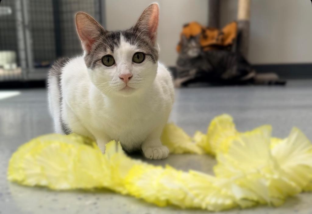 Moon, Adoptable, Adult Female Domestic Short Hair.