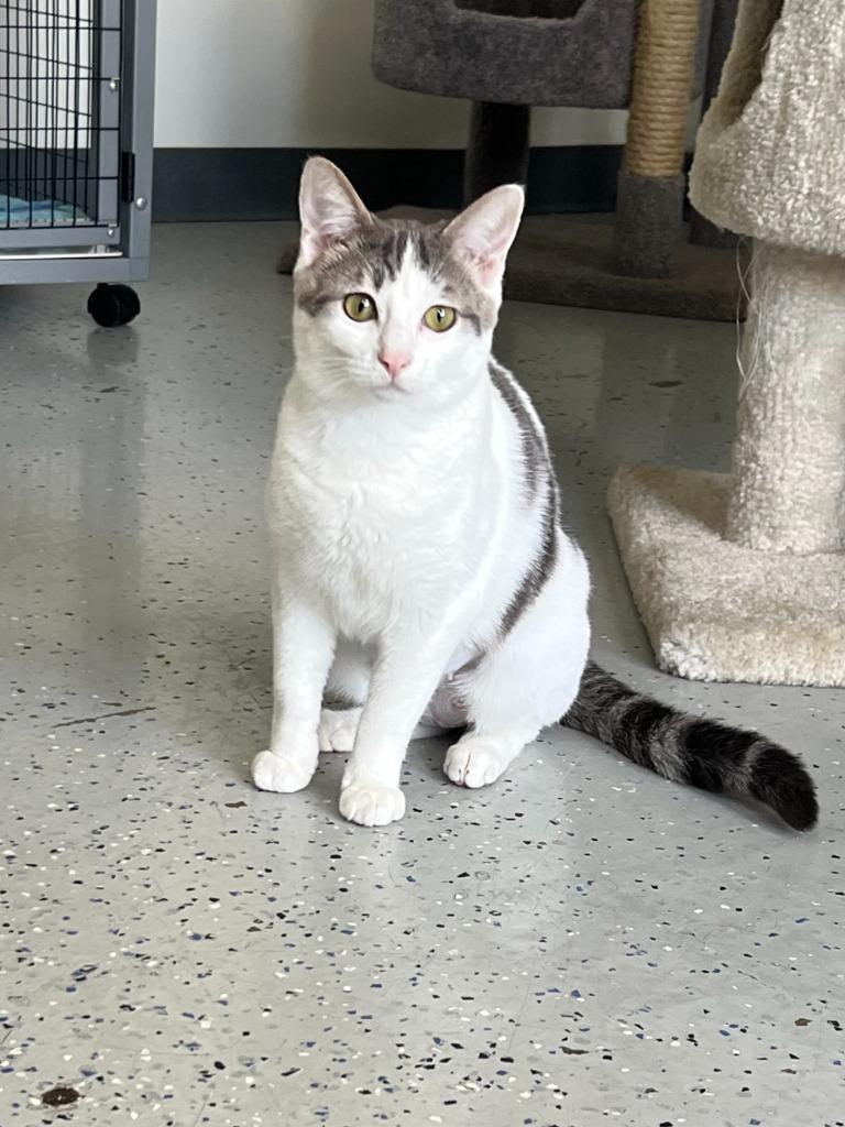Moon, Adoptable, Adult Female Domestic Short Hair.