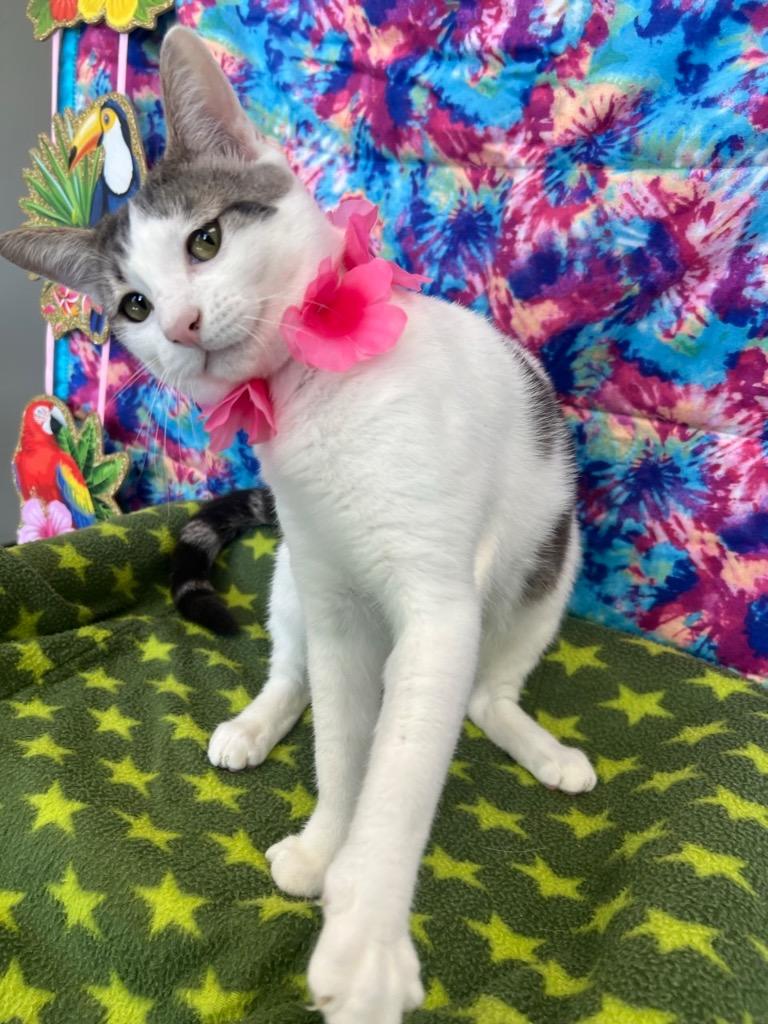 Enlarge Moon, a Adoptable mixed breed in Brookings, OR image 3/3