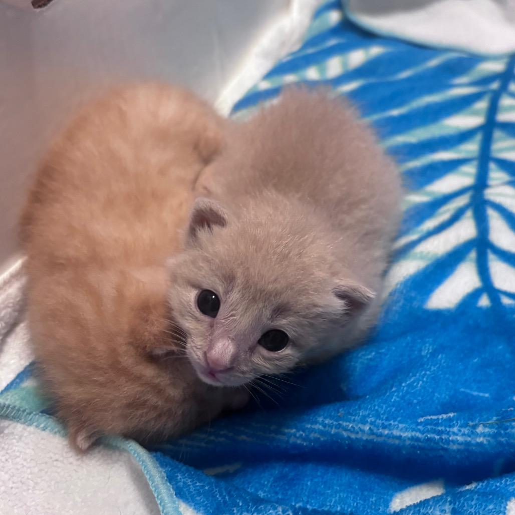 Dorito, Adoptable, Kitten Male Domestic Short Hair.