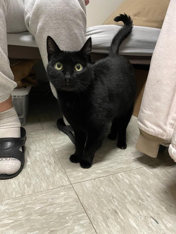 Bumbee, adopted, Adult Female Domestic Short Hair.