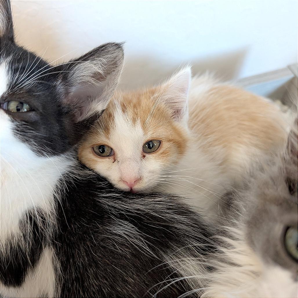 BamBam, Adoptable, Kitten Male Domestic Short Hair.