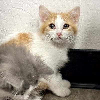 BamBam, Adoptable, Kitten Male Domestic Short Hair.