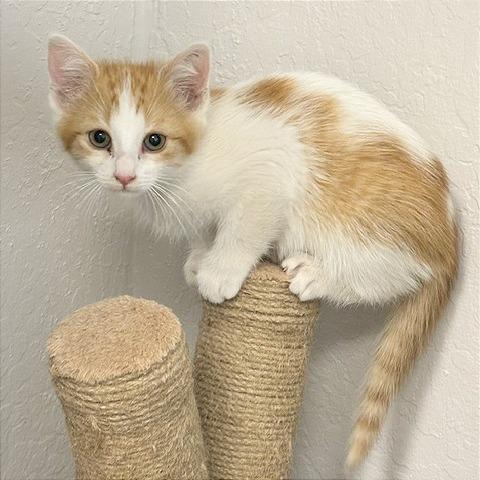 Enlarge BamBam, a Adoptable Domestic Short Hair in Pleasant Hill, CA image 3/5