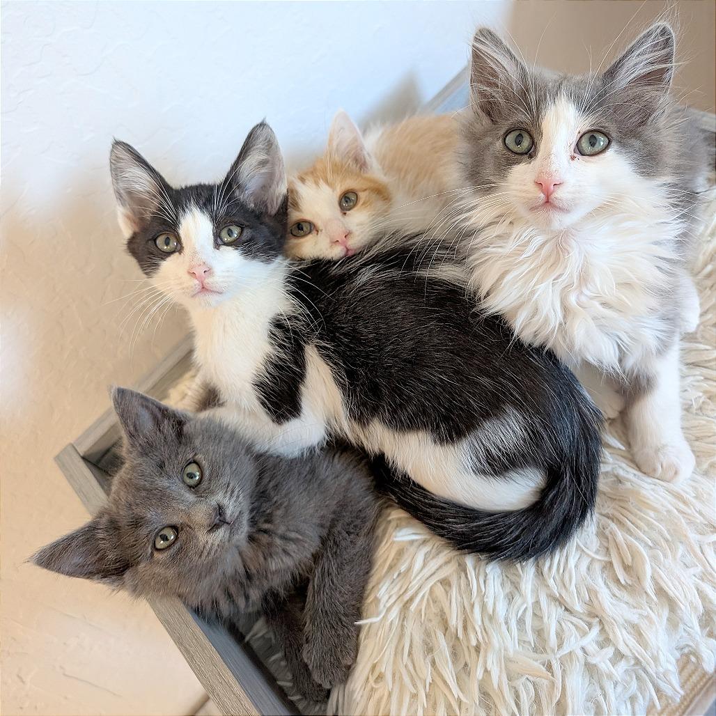 Enlarge BamBam, a Adoptable Domestic Short Hair in Pleasant Hill, CA image 4/5