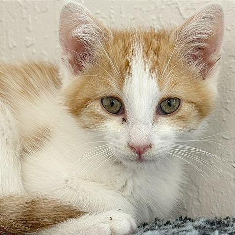 Enlarge BamBam, a Adoptable Domestic Short Hair in Pleasant Hill, CA image 5/5