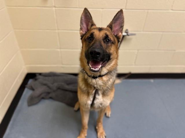 Enlarge BRAXTON, a Adoptable German Shepherd Dog in Denver, CO image 1/1