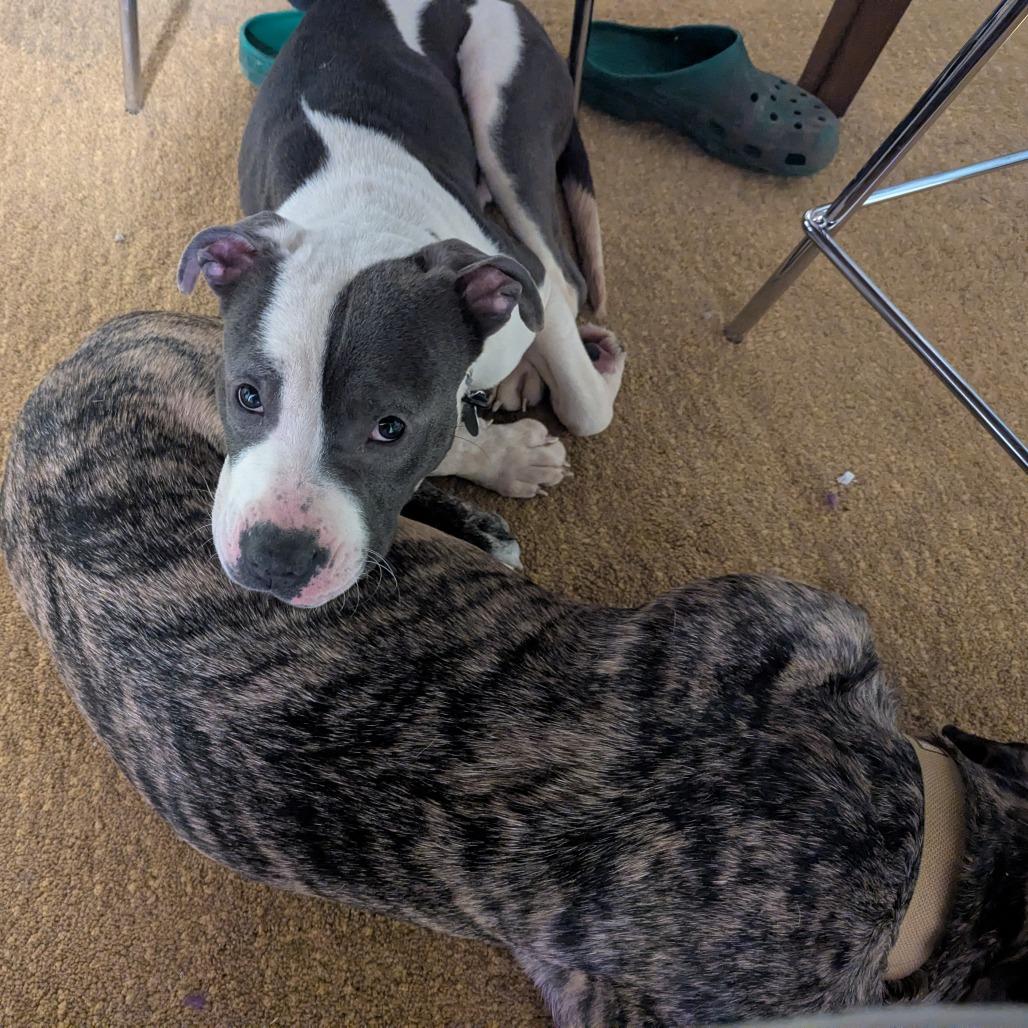 Stokely, Adoptable, Adult Male Pit Bull Terrier & Mixed Breed.