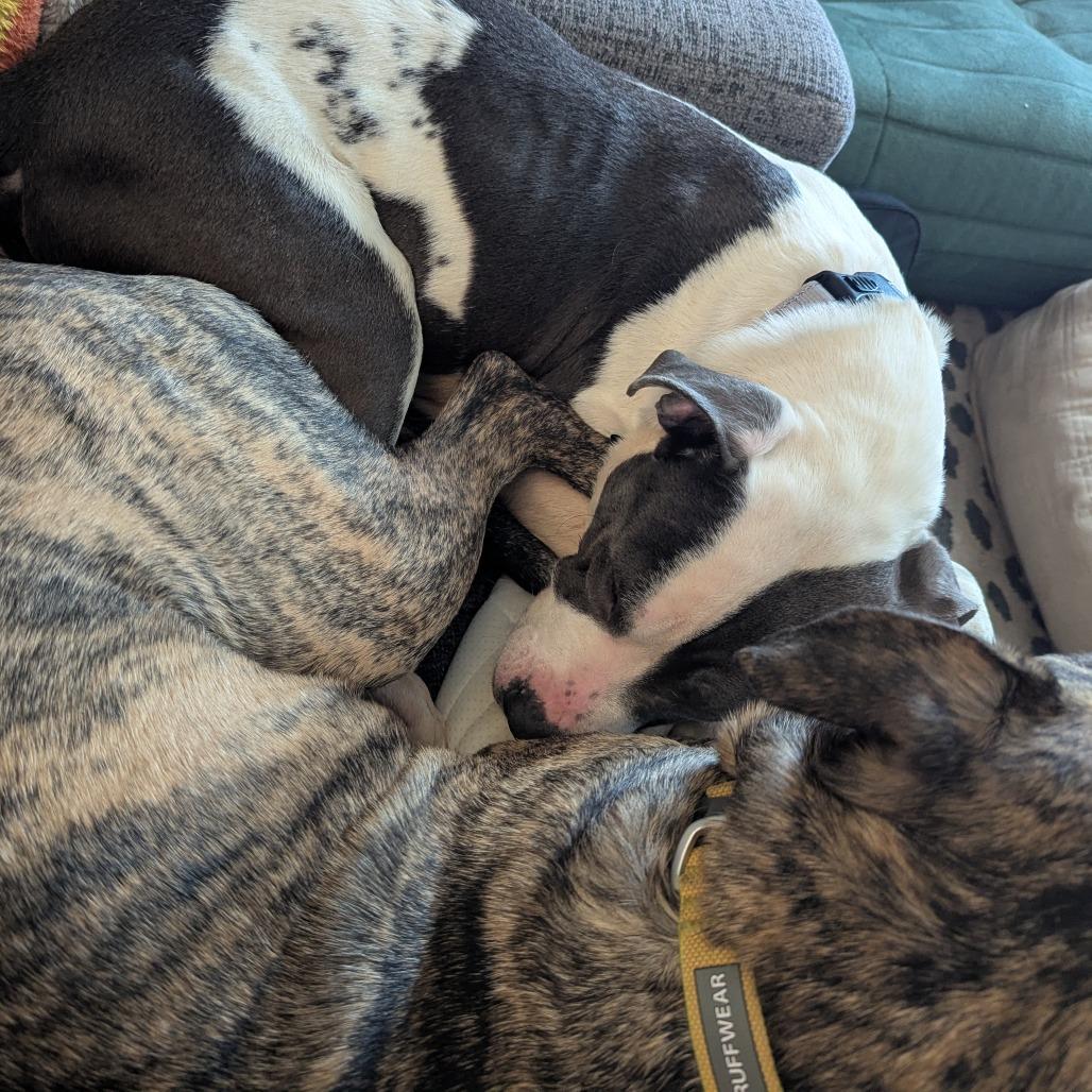 Enlarge Stokely, a Adoptable mixed breed in Richmond, VA image 6/6