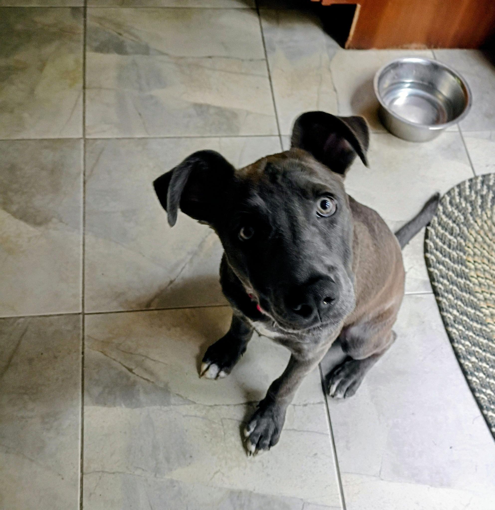 Trey Stunning Weimaraner mix puppy, an adopted mixed breed in North Berwick, ME image 1/4