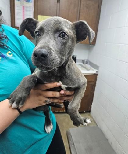 Enlarge Trey Stunning Weimaraner mix puppy, a ADOPTABLE mixed breed in North Berwick, ME image 2/2