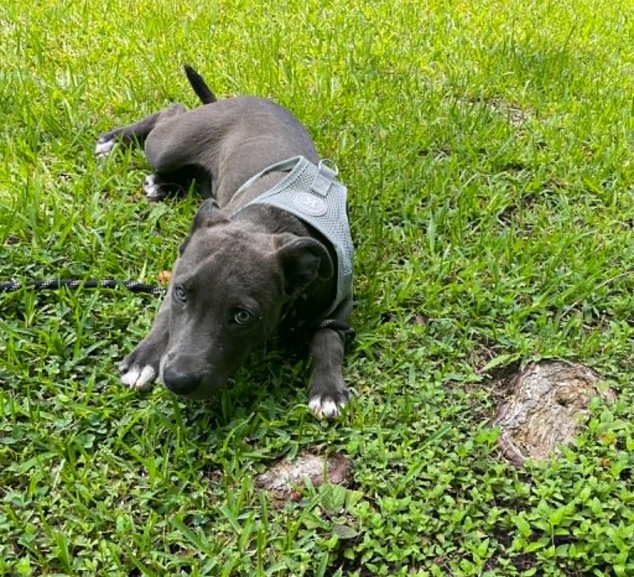 Trey Stunning Weimaraner mix puppy, an adopted mixed breed in North Berwick, ME image 4/4