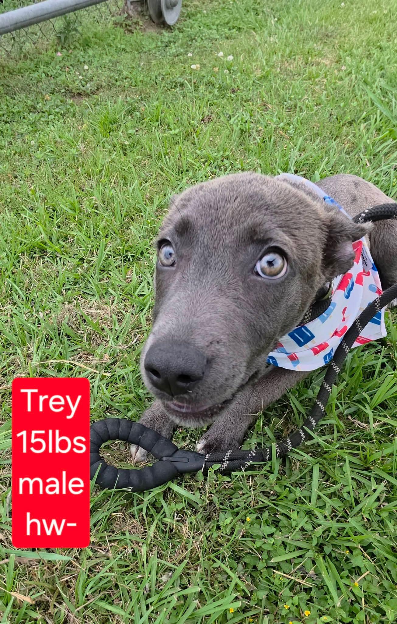 Trey Stunning Weimaraner mix puppy, ADOPTABLE, Puppy Male Mixed Breed & Weimaraner.