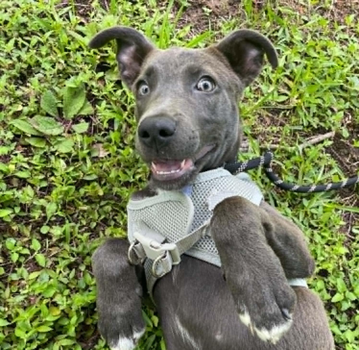 Trey Stunning Weimaraner mix puppy, an adopted mixed breed in North Berwick, ME image 2/4