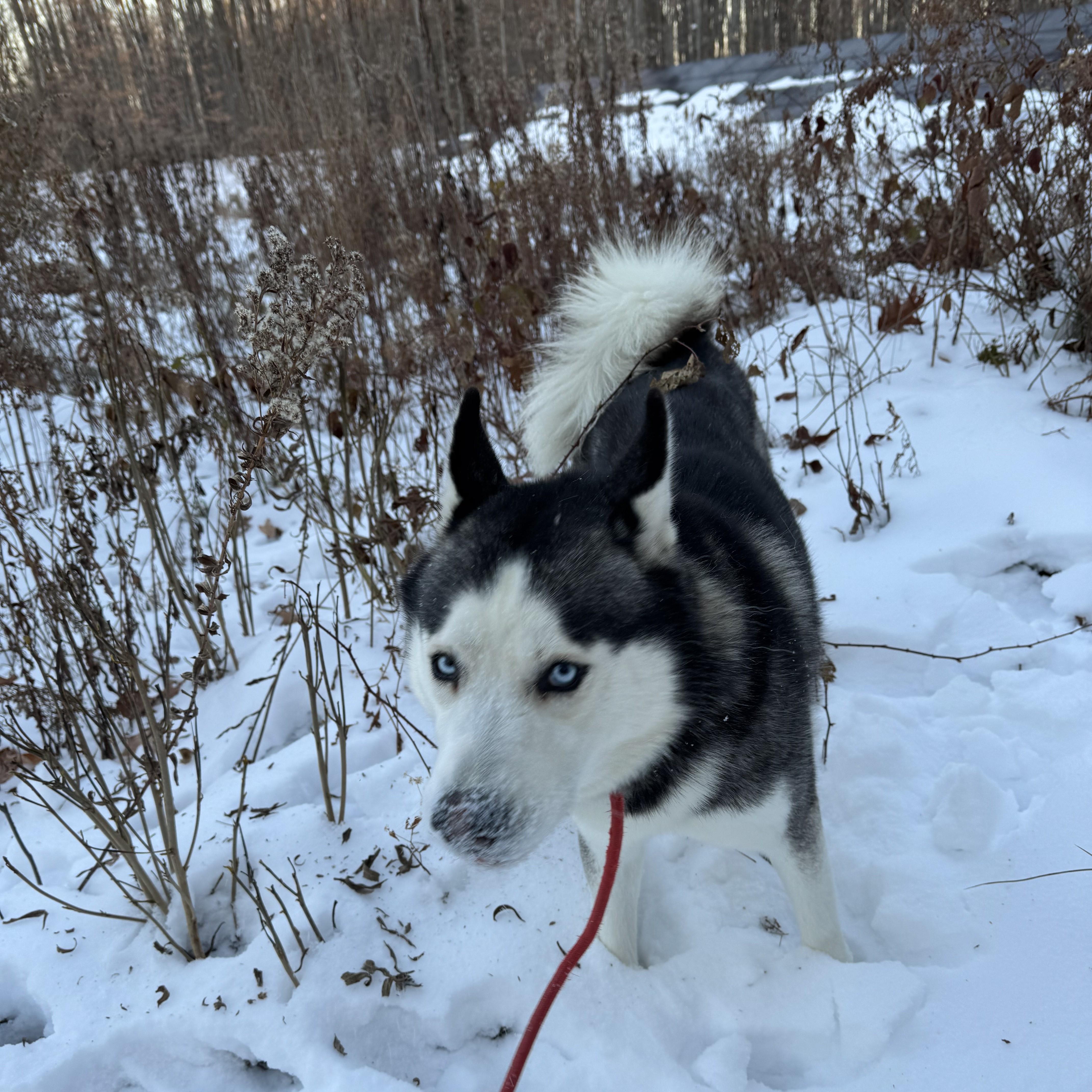 Enlarge Max, a Adoptable Husky in Albany, NY image 1/6