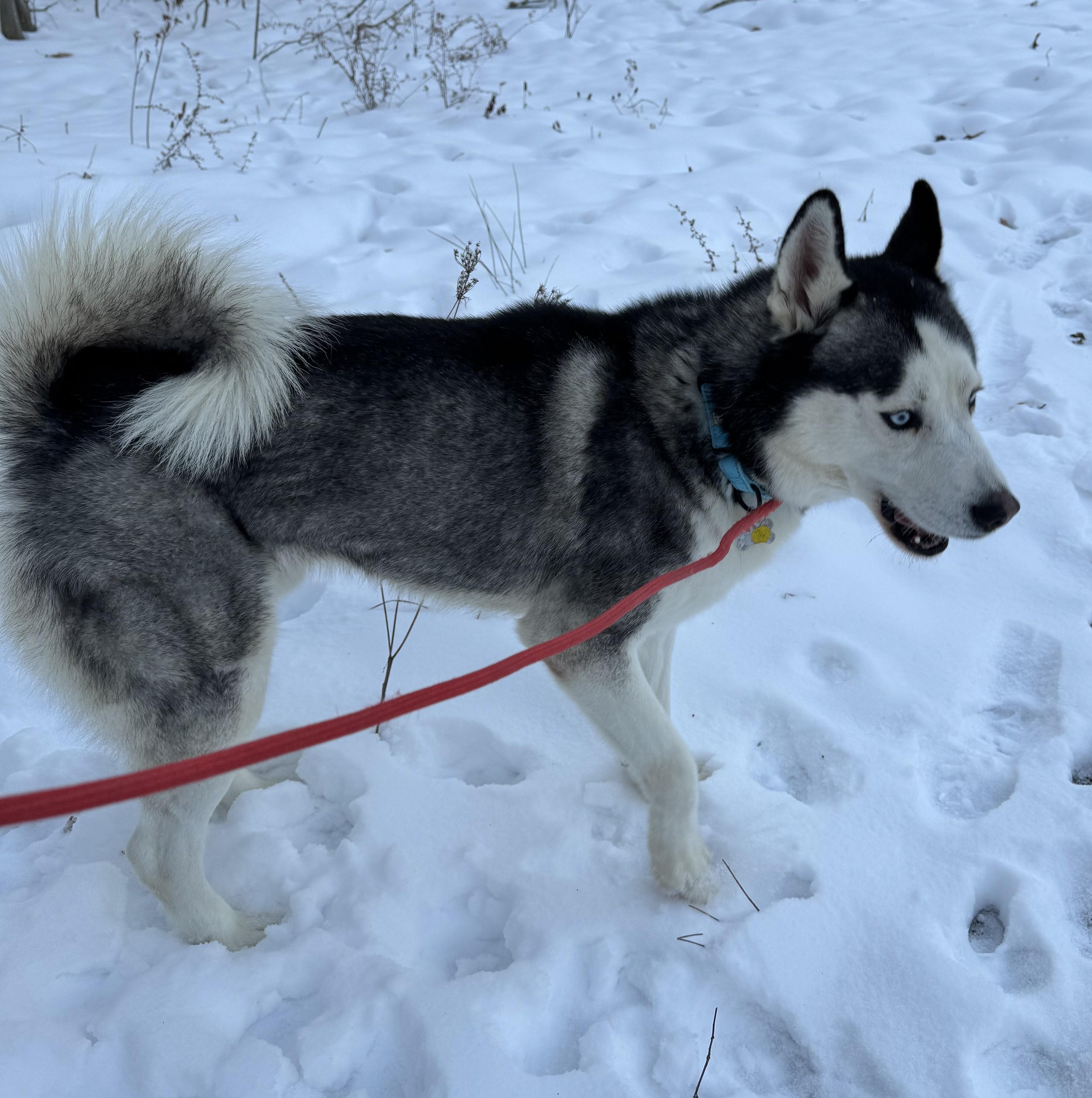 Enlarge Max, a Adoptable Husky in Albany, NY image 2/6