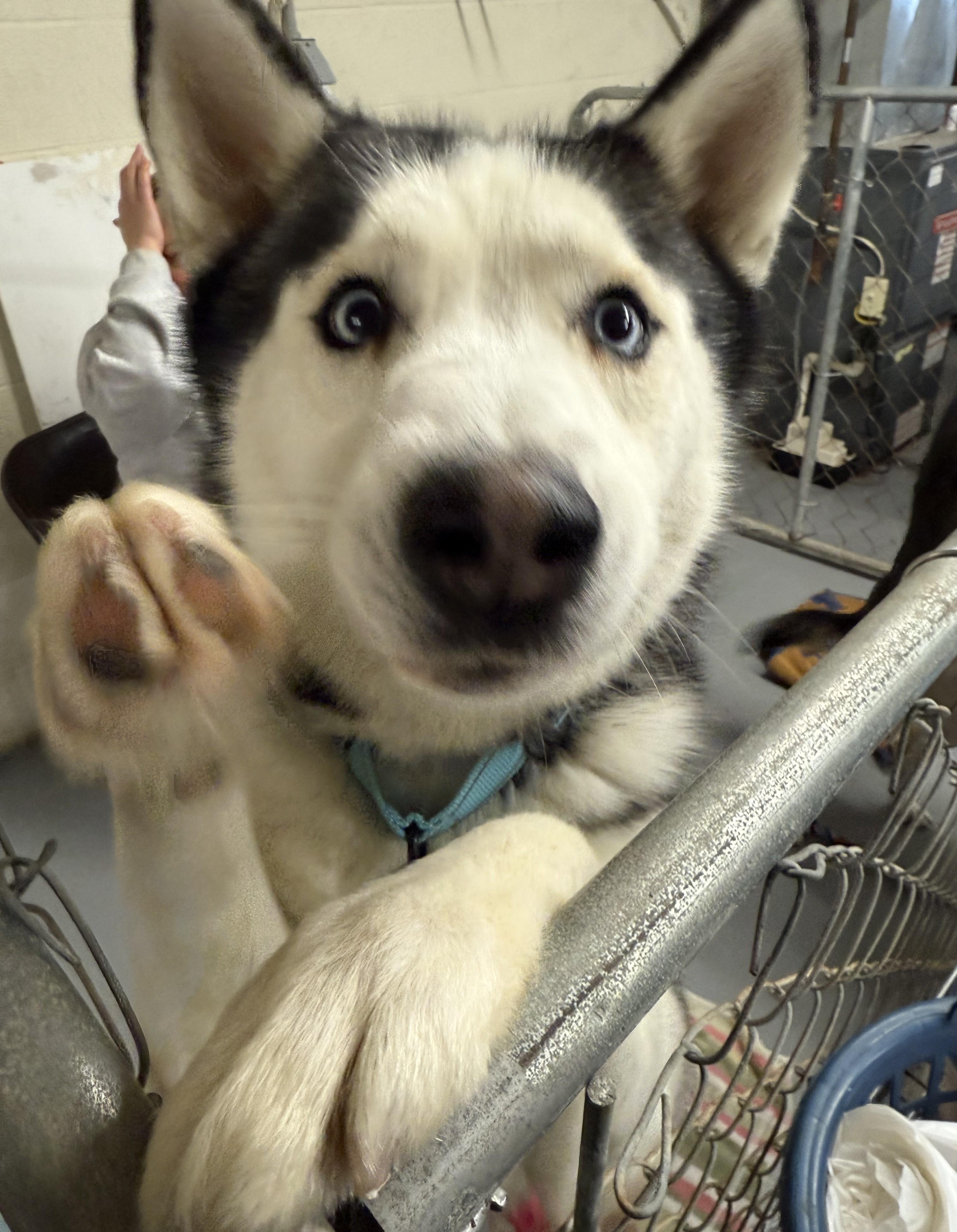Enlarge Max, a Adoptable Husky in Albany, NY image 6/6