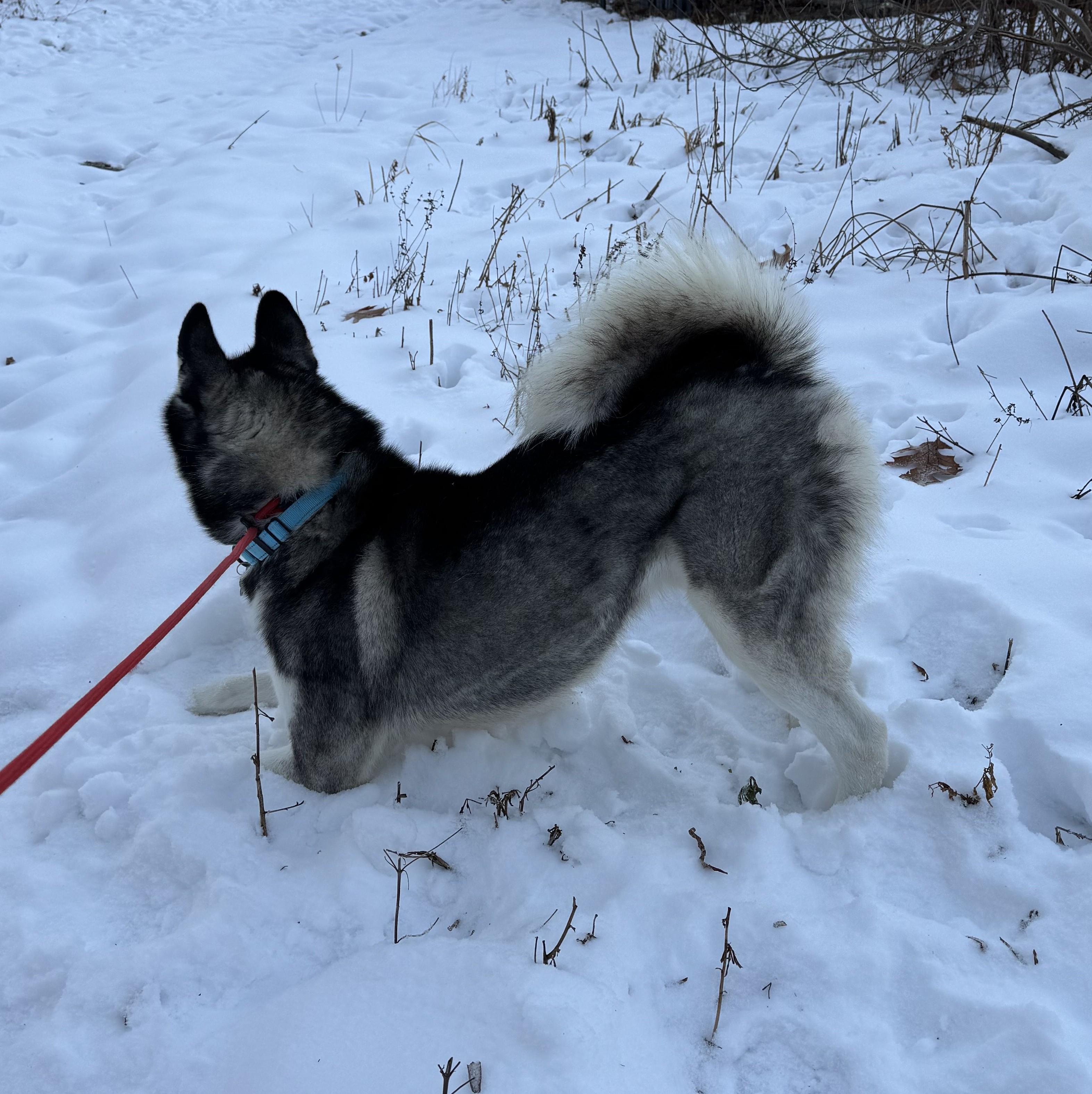 Enlarge Max, a Adoptable Husky in Albany, NY image 4/6
