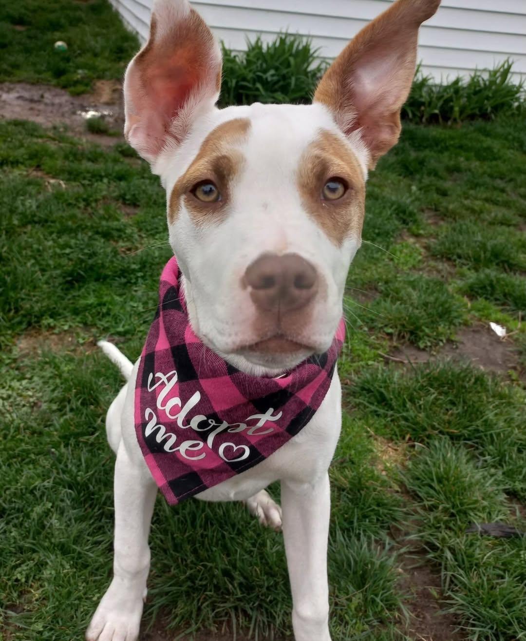 Enlarge Kendall , an adopted mixed breed in Detroit, MI image 1/3