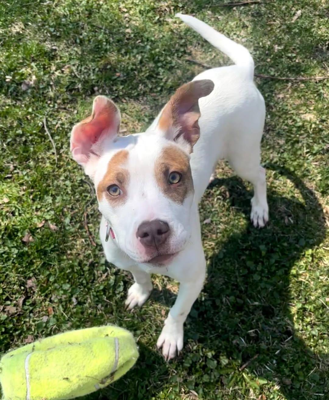 Enlarge Kendall , an adopted mixed breed in Detroit, MI image 2/3