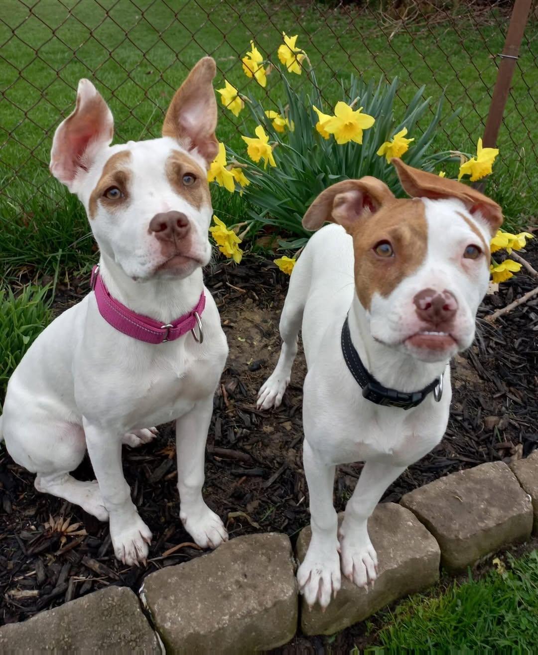 Enlarge Kendall , an adopted mixed breed in Detroit, MI image 3/3