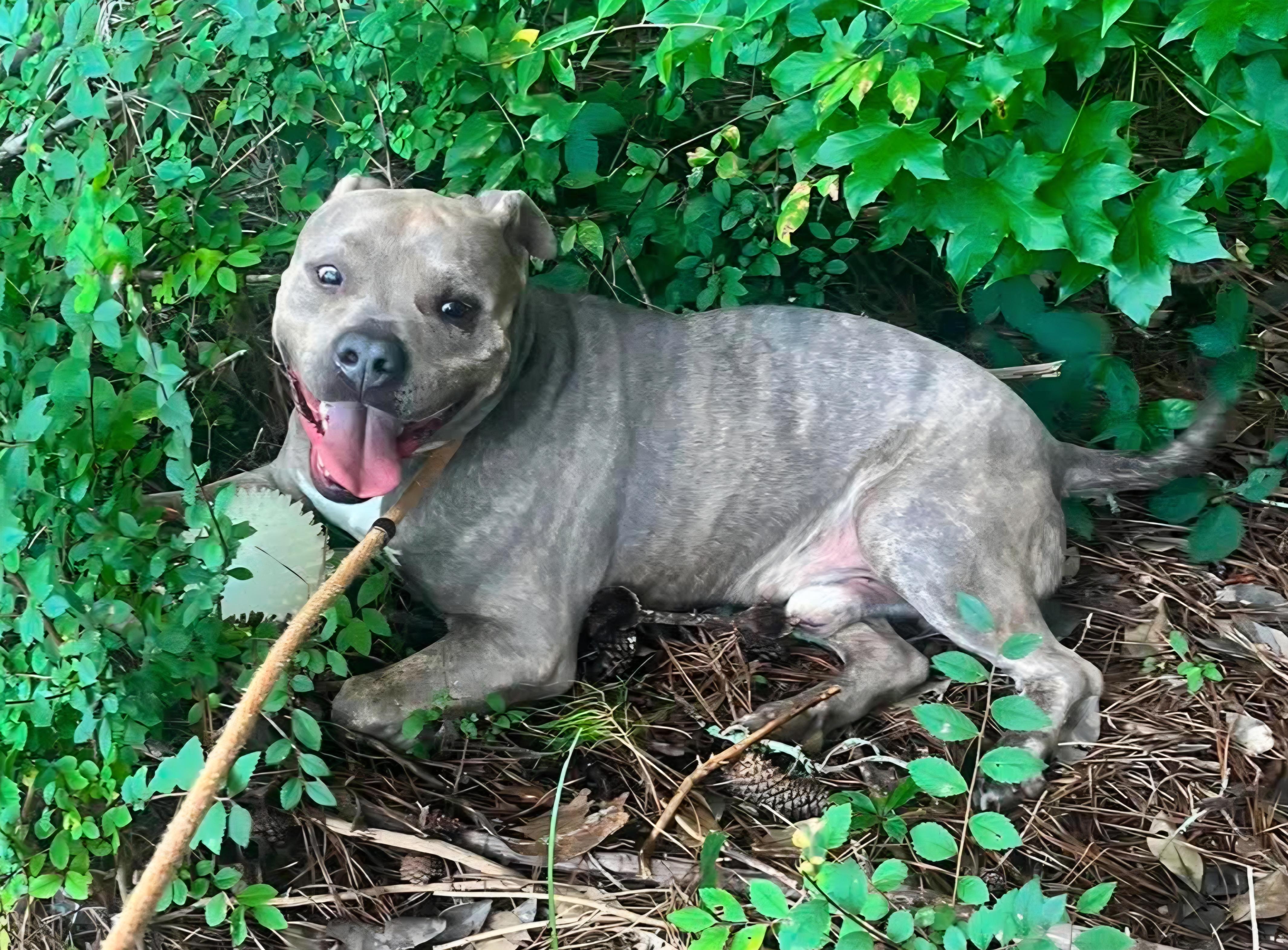Sandor, a Adoptable mixed breed in Roswell, GA image 4/6