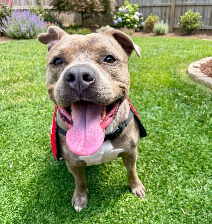 Sandor, a Adoptable mixed breed in Roswell, GA image 1/6