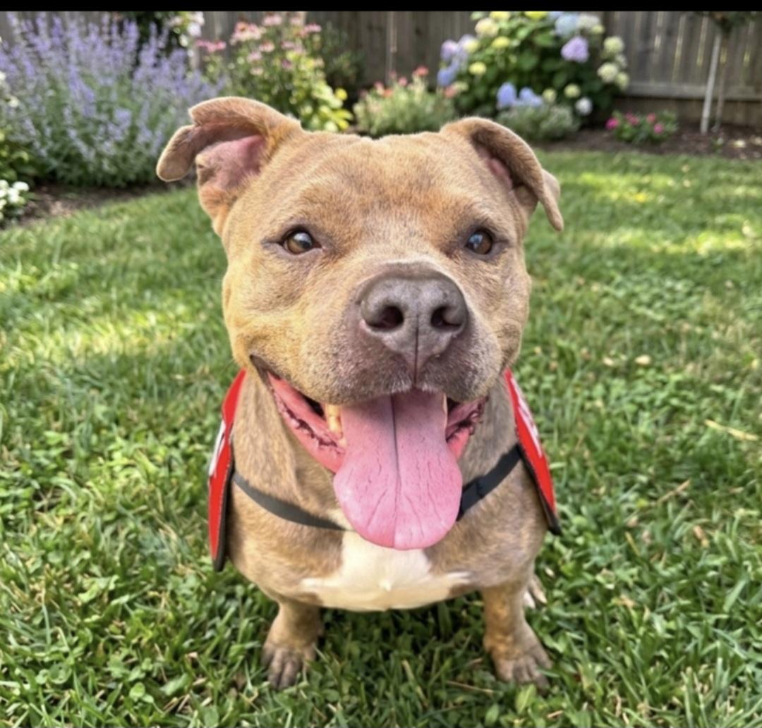 Sandor, a Adoptable mixed breed in Roswell, GA image 3/6
