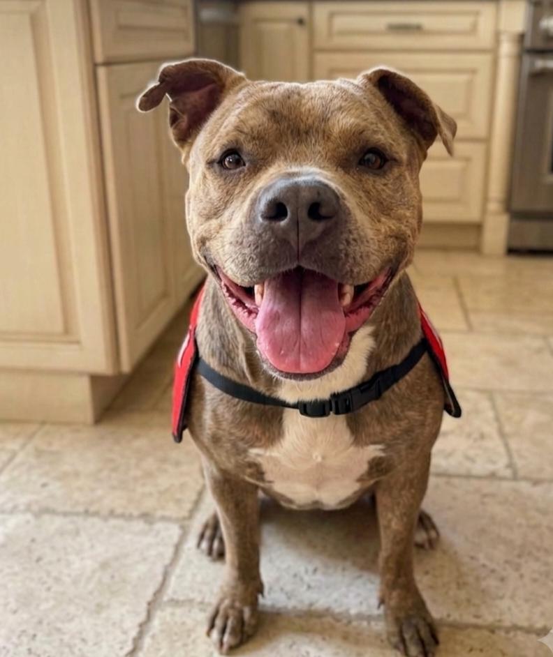 Sandor, a Adoptable mixed breed in Roswell, GA image 2/6