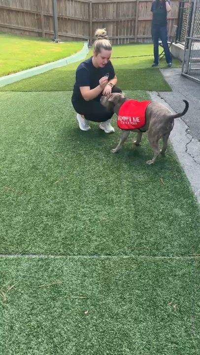 Enlarge Sandor, a Adoptable mixed breed in Roswell, GA video 6/6