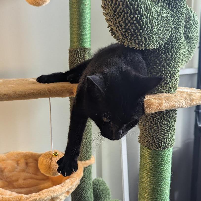 Luna, a Adoptable Domestic Short Hair in Madison, WI image 1/4