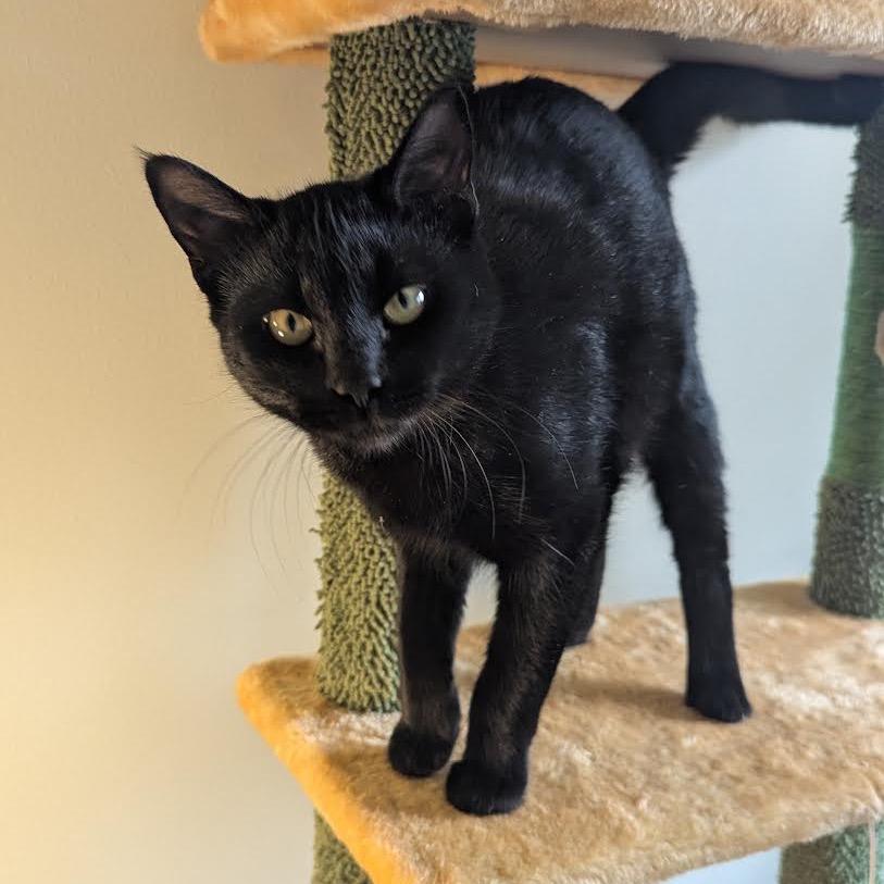 Luna, a Adoptable Domestic Short Hair in Madison, WI image 2/4