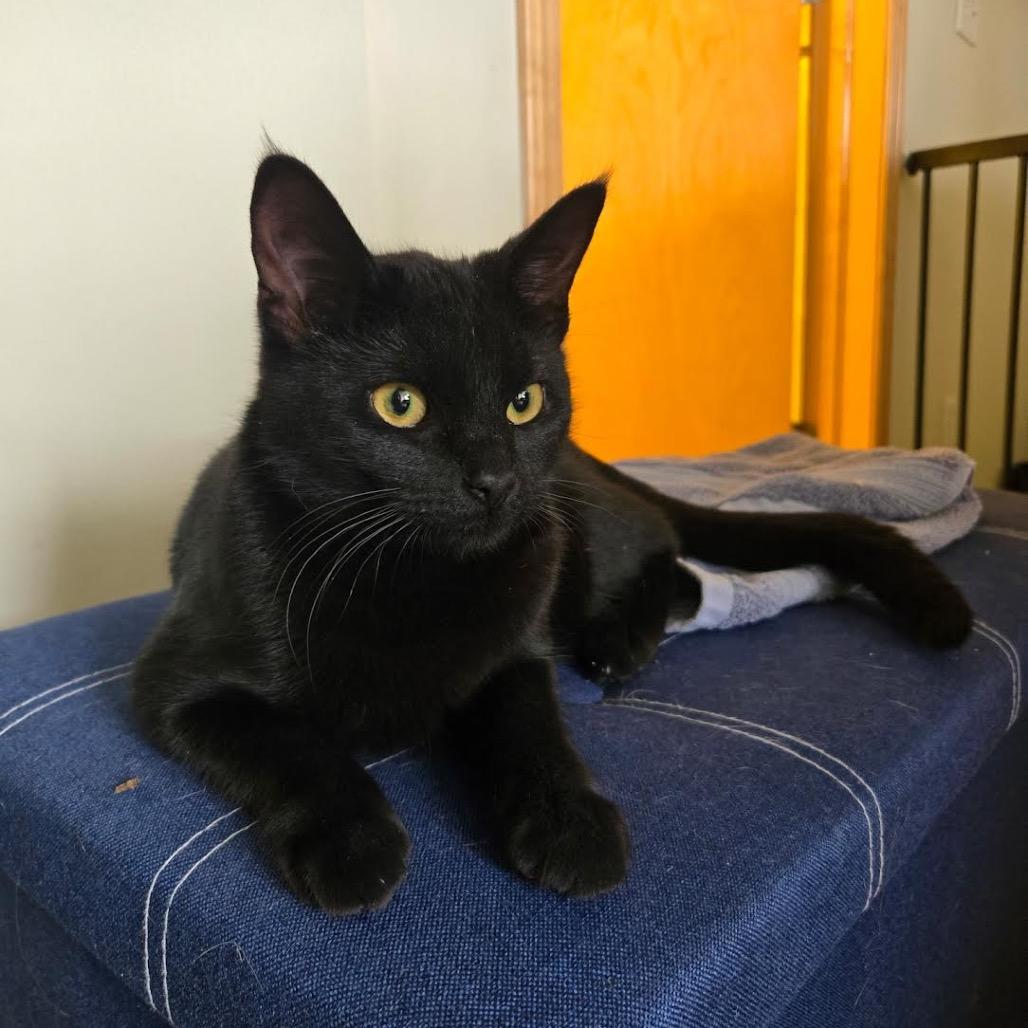 Luna, a Adoptable Domestic Short Hair in Madison, WI image 3/4