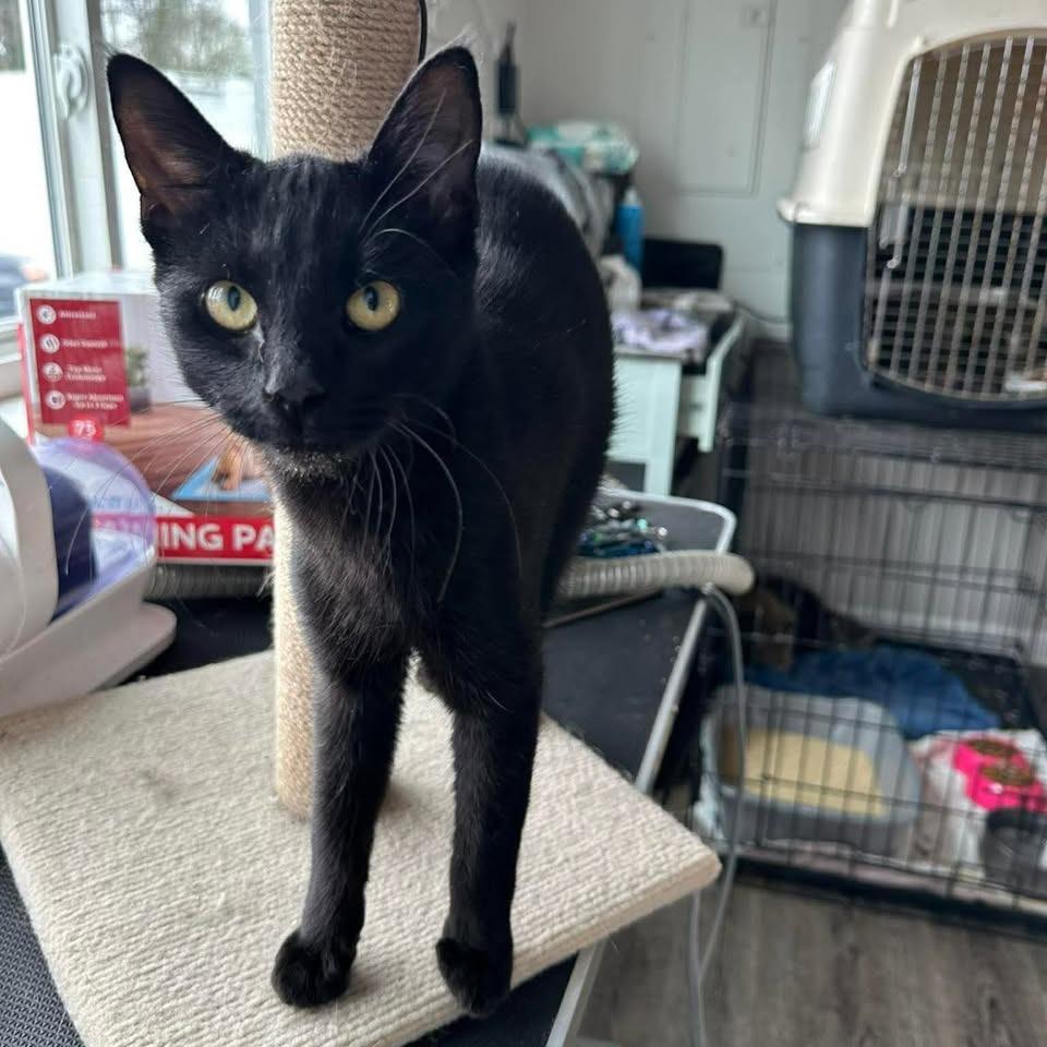 Luna, a Adoptable Domestic Short Hair in Madison, WI image 4/4