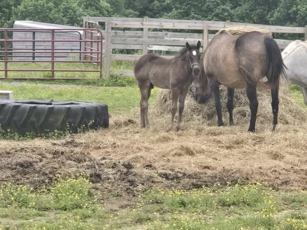 Full Metal JackCat, Adoptable, Baby Male Quarterhorse.