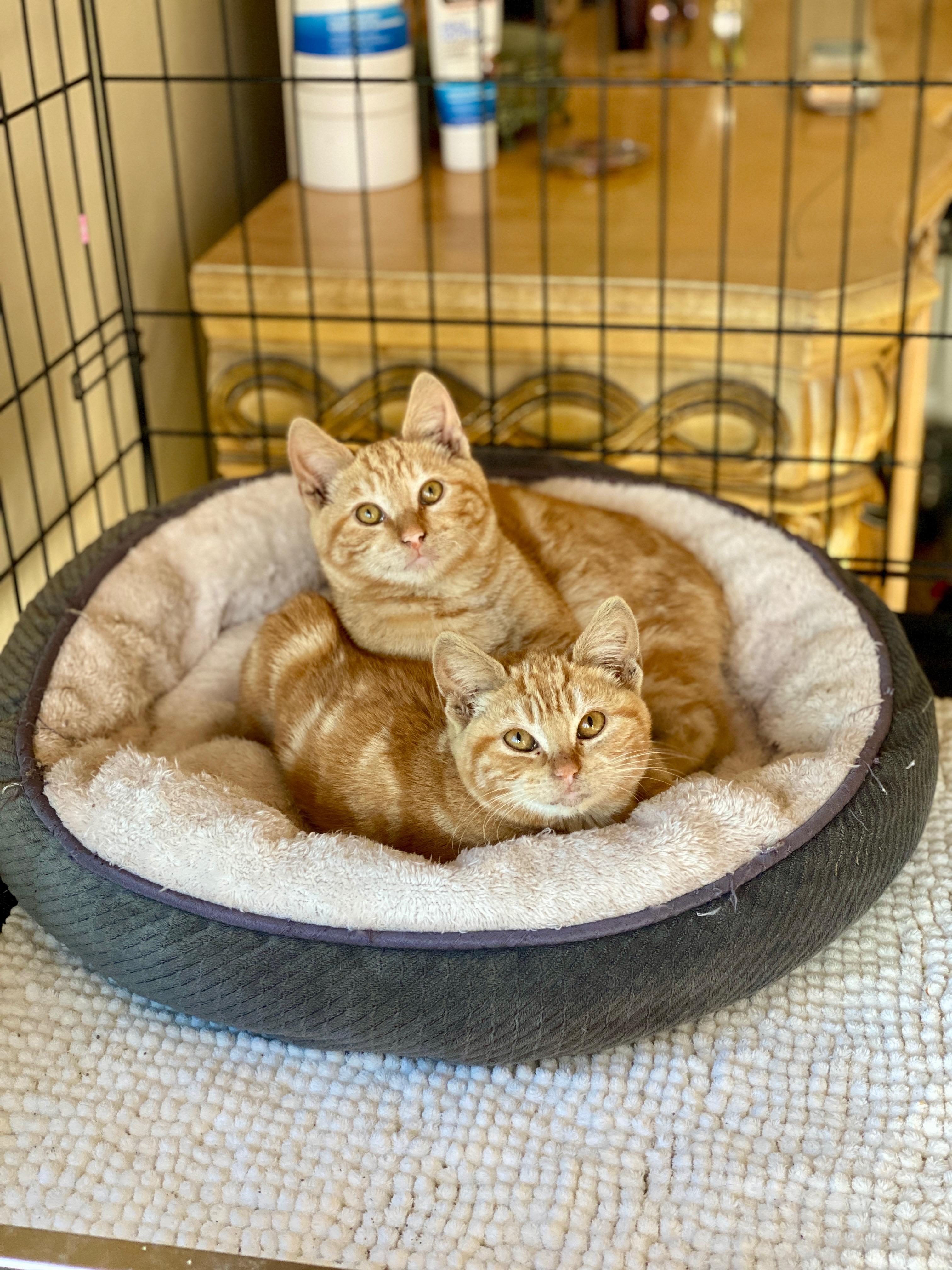 Help LA Fire Cats: Become a Foster Hero Today! [Read Bio], Adoptable, Young Male Tabby.