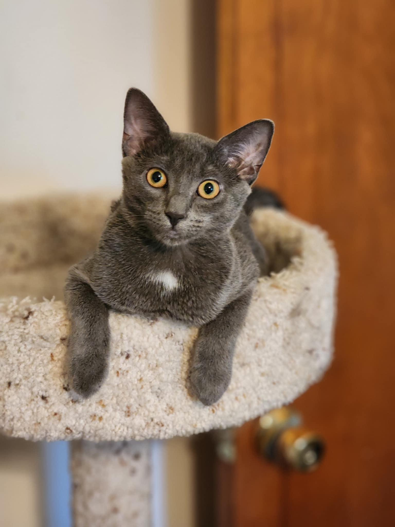 Enlarge Bandit and Elsa, a Adoptable Domestic Short Hair in Rochester, NY image 1/2