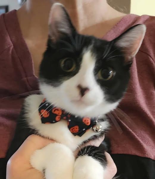 Enlarge Bandit and Elsa, a Adoptable Domestic Short Hair in Rochester, NY image 2/2