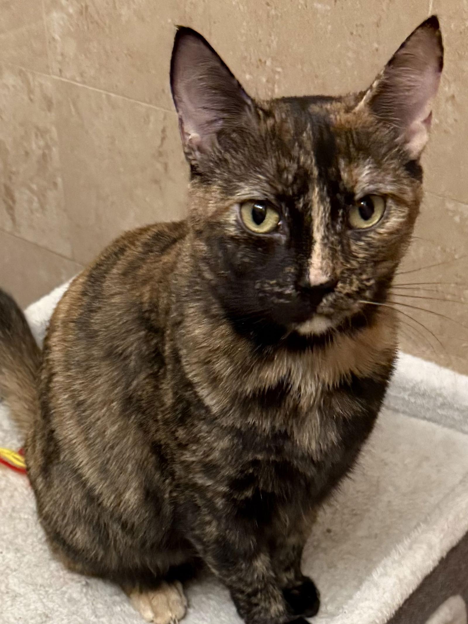 Brownie, a Adoptable Tortoiseshell in Flushing, NY image 1/3