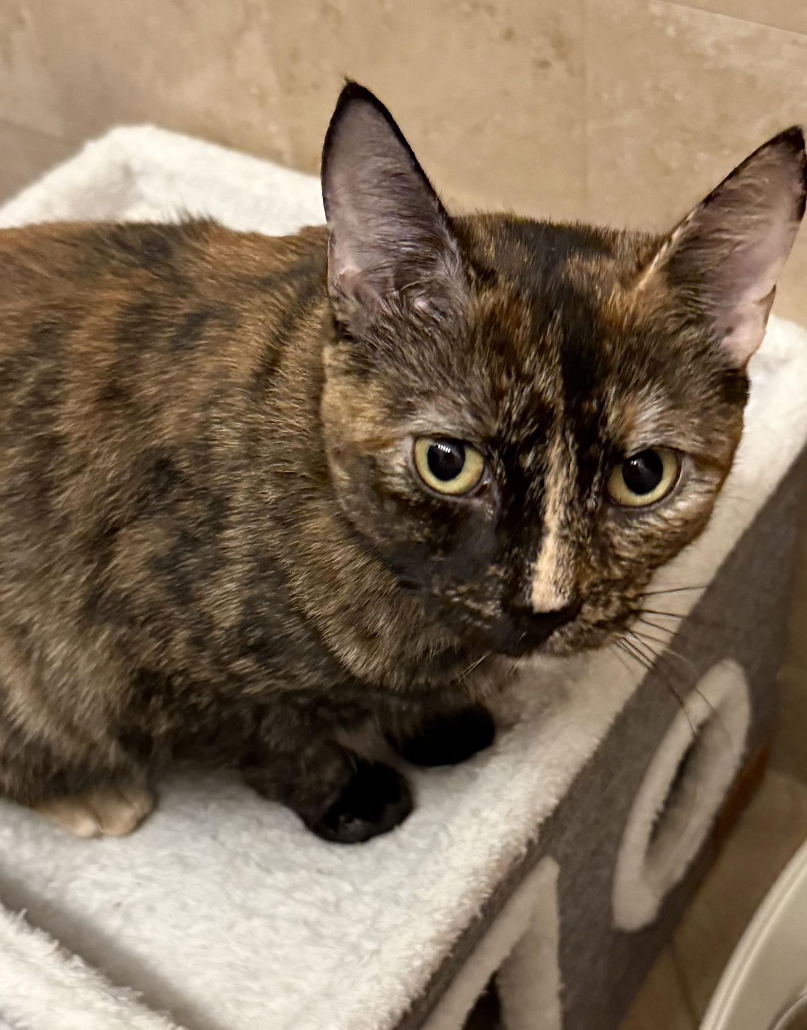 Brownie, a Adoptable Tortoiseshell in Flushing, NY image 2/3