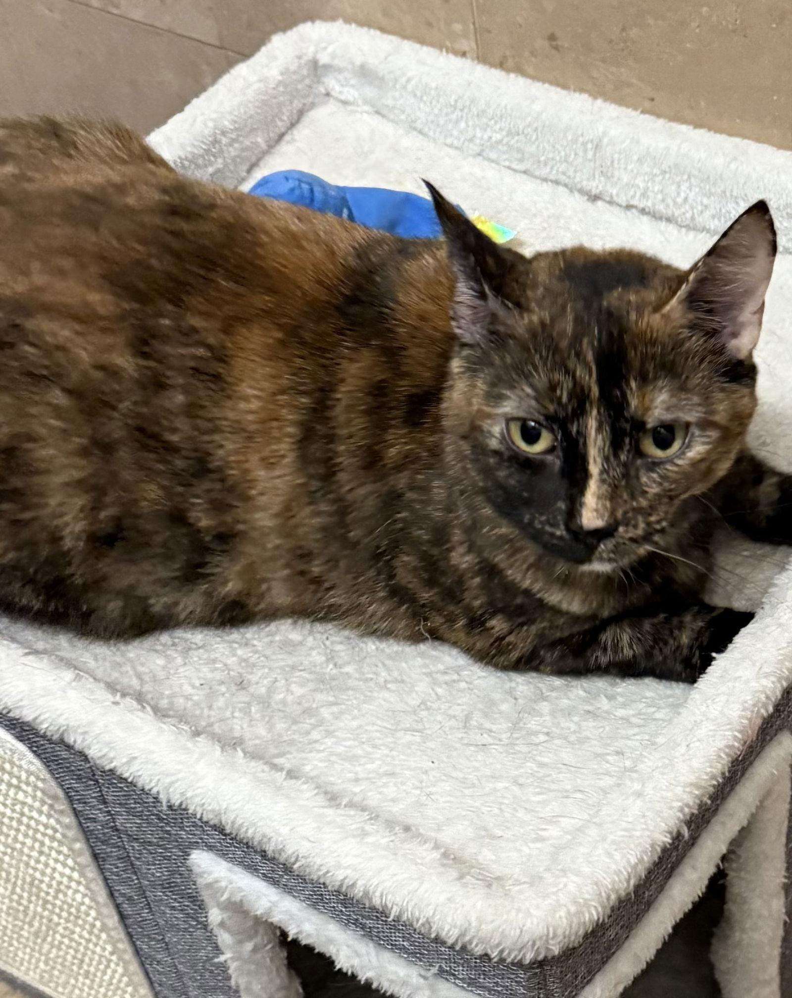 Brownie, a Adoptable Tortoiseshell in Flushing, NY image 3/3
