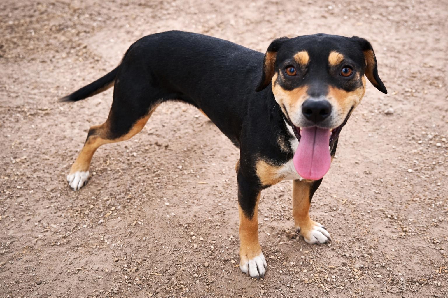 Enlarge Gwen, an adopted mixed breed in Burnsville , MN image 3/4