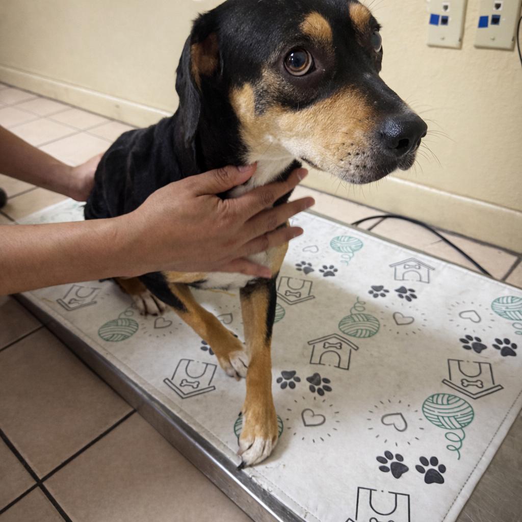 Enlarge Gwen, an adopted mixed breed in Burnsville , MN image 2/4